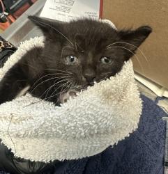 Shelter Stray Male Cat last seen Near Toyne Street, San Diego, CA, 92102, 5500 Gaines St, San Diego, CA 92110, USA