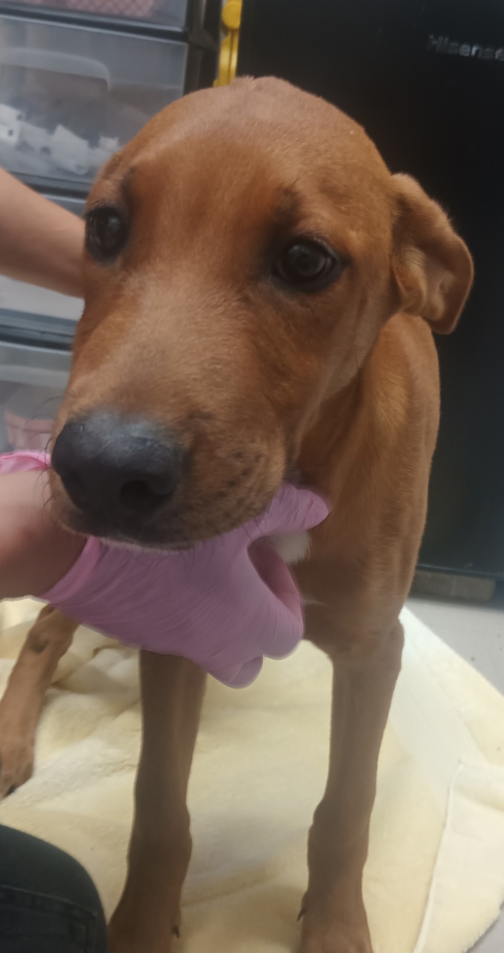 Shelter Stray Female Dog last seen Apt 14,1365 Broadway, El Cajon, CA, 92021, El Cajon, CA 92020, USA