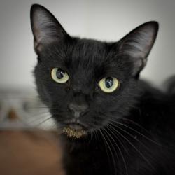 Shelter Stray Female Cat last seen OR, 1700 W Historic Columbia River Hwy, Troutdale, OR 97060, USA
