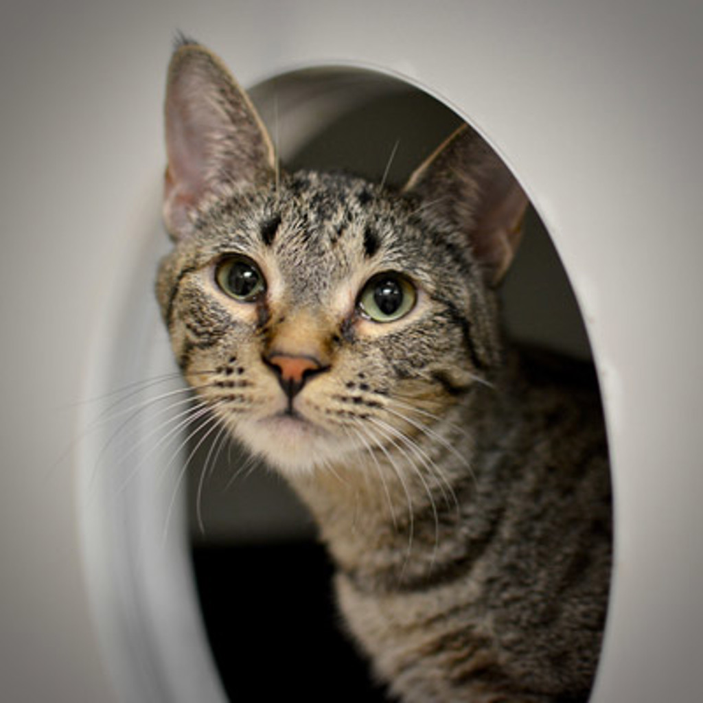 Shelter Stray Female Cat last seen SW Madison st and SW 3rd Ave, OR, 1700 W Historic Columbia River Hwy, Troutdale, OR 97060, USA
