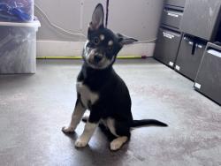 Shelter Stray Female Dog last seen Near E Little Cottonwood Canyon Road, UNINCORPORATED COUNTY, UT, 84092, 511 W 3900 S, Salt Lake City, UT 84123, USA