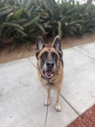 Shelter Stray Male Dog last seen G Street, San Diego, CA, 92101, 5500 Gaines St, San Diego, CA 92110, USA