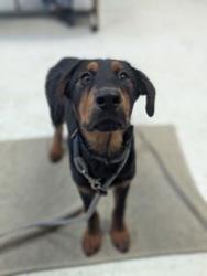 Shelter Stray Female Dog last seen Near S Colorow Road, SALT LAKE CITY, UT, 84104, 511 W 3900 S, Salt Lake City, UT 84123, USA