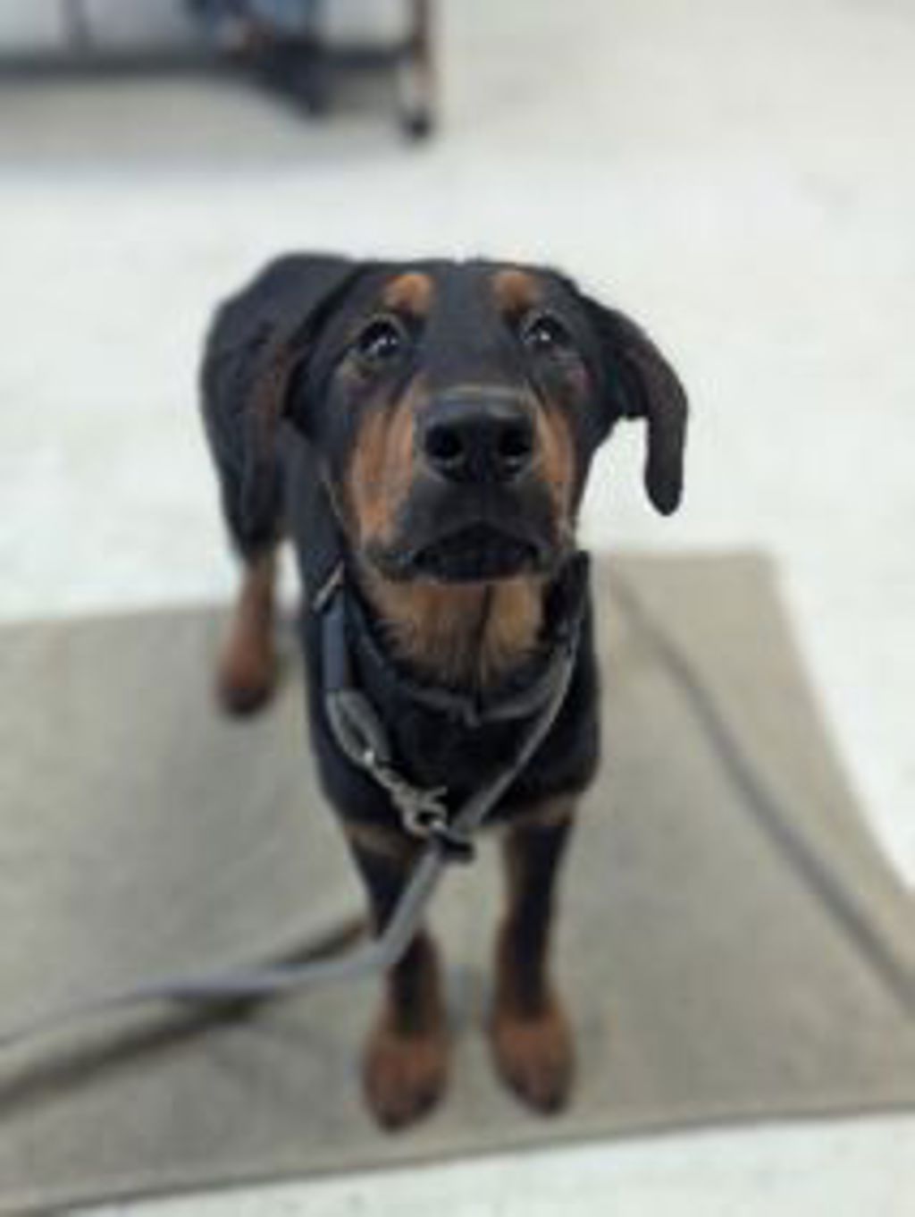 Shelter Stray Female Dog last seen Near S Colorow Road, SALT LAKE CITY, UT, 84104, 511 W 3900 S, Salt Lake City, UT 84123, USA
