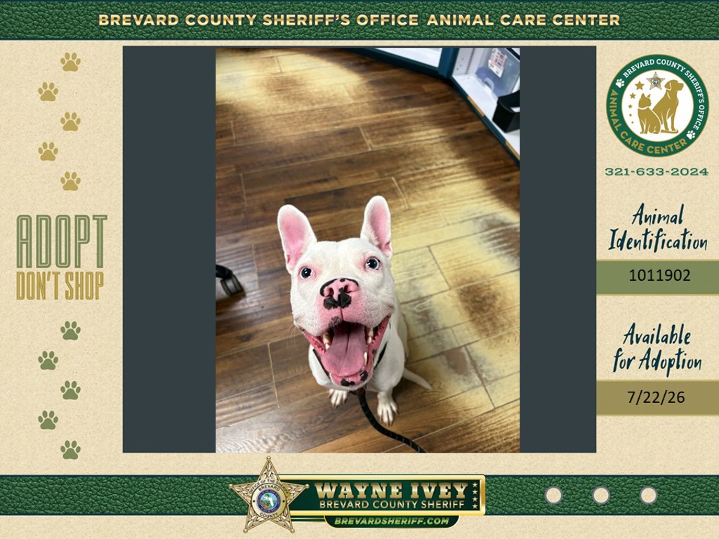 Shelter Stray Female Dog last seen Fallon Boulevard, PALM BAY, FL, 32907, 5100 W Eau Gallie Blvd, Melbourne, FL 32934, USA
