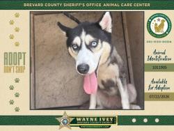 Shelter Stray Female Dog last seen FL, 5100 W Eau Gallie Blvd, Melbourne, FL 32934, USA