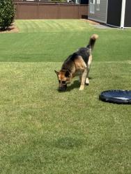 Found/Stray Unknown Dog last seen Bradbury at Blackridge neighborhood, Hoover, AL 35244