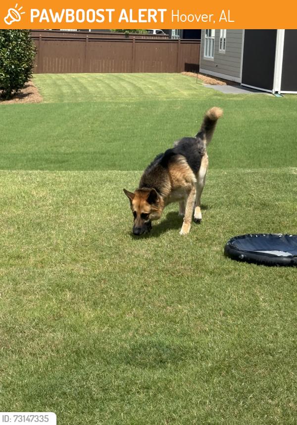 Found/Stray Unknown Dog last seen Bradbury at Blackridge neighborhood, Hoover, AL 35244