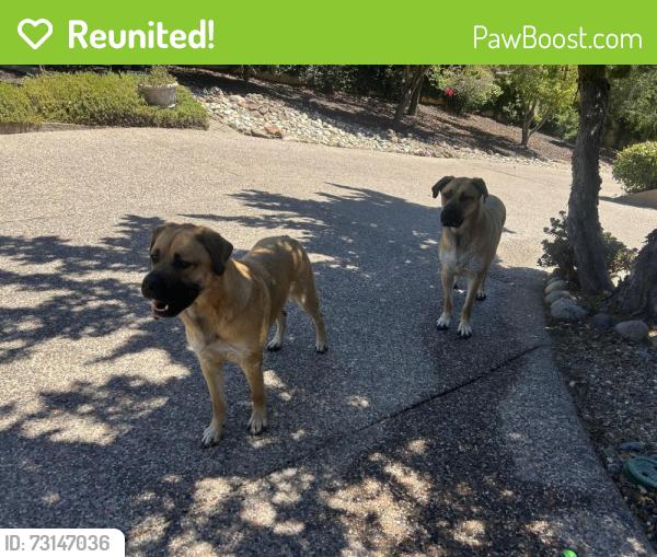 Reunited Male Dog last seen Saint Francis and Northridge Dr., Concord, CA 94518