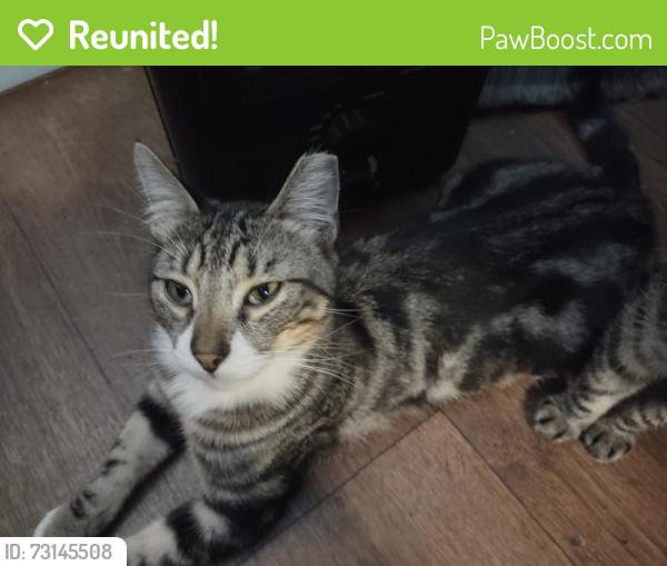 Reunited Male Cat last seen Taft street and Montana way, Hayward, CA 94544