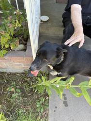 Reunited Male Dog last seen Near E Richert Ave, Fresno, CA 93726, USA, Fresno, CA 93726