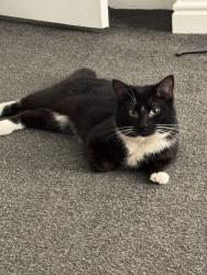 Reunited Male Cat last seen Edith street Oldham, Greater Manchester, England OL8 2AL