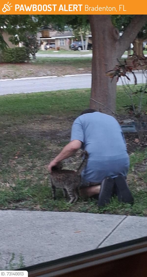 Found/Stray Female Cat last seen 17th av w and 34th st w, Bradenton, FL 34205