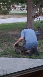 Found/Stray Female Cat last seen 17th av w and 34th st w, Bradenton, FL 34205