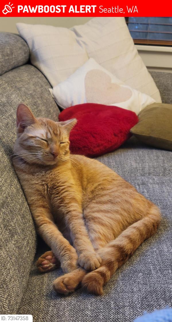 Lost Female Cat last seen Near Cleopatra Pl NW, Seattle, WA 98117