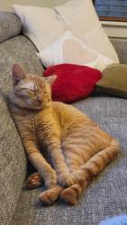 Lost Female Cat last seen Near Cleopatra Pl NW, Seattle, WA 98117