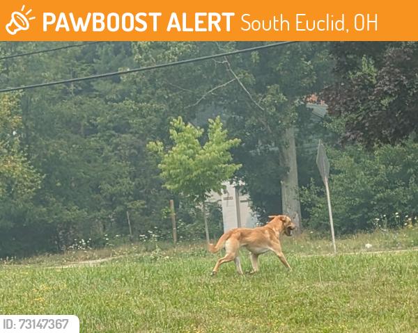 Found/Stray Male Dog last seen Winston/Bluestone, South Euclid, OH 44121