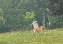 Found/Stray Male Dog last seen Winston/Bluestone, South Euclid, OH 44121