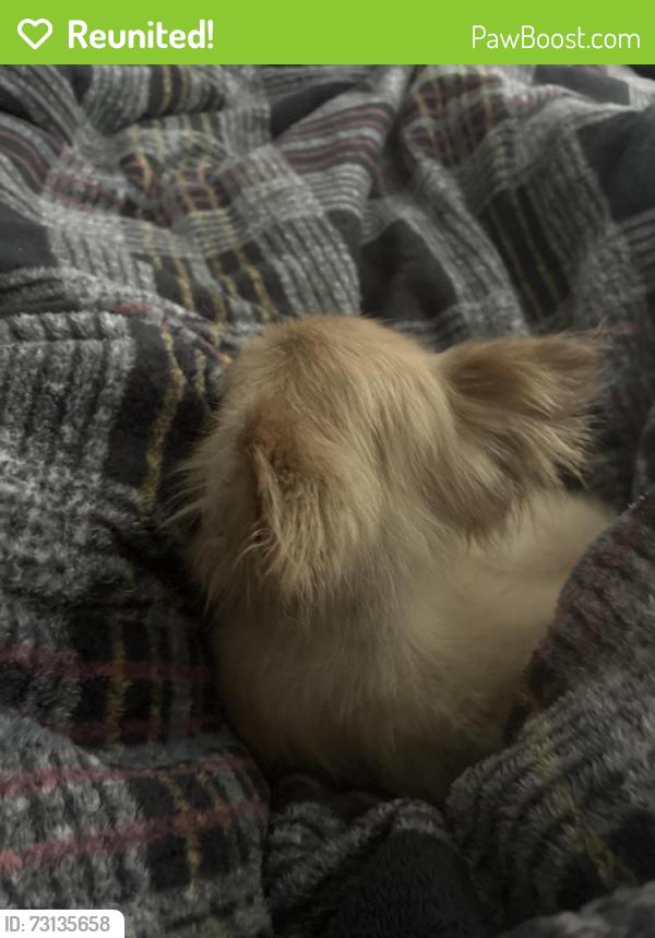 Reunited Female Dog last seen Eastmonte / charter pointe apmts, Altamonte Springs, FL 32701