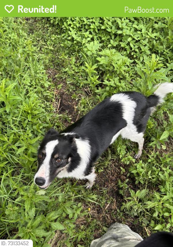 Reunited Male Dog last seen 104ave and 95st, Edmonton, AB T5H 0H8
