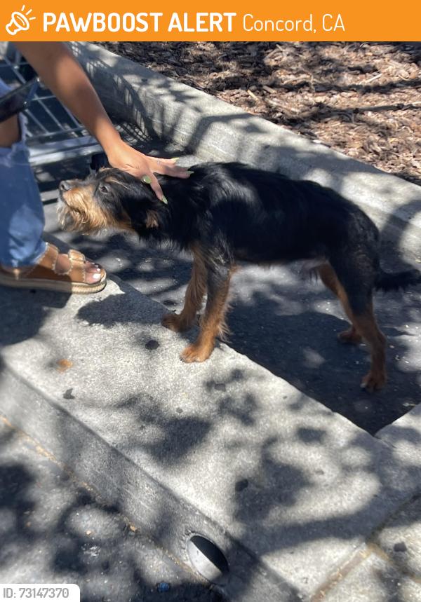 Found/Stray Male Dog last seen Oak grove, Concord, CA 94520