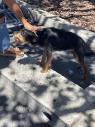 Found/Stray Male Dog last seen Oak grove, Concord, CA 94520