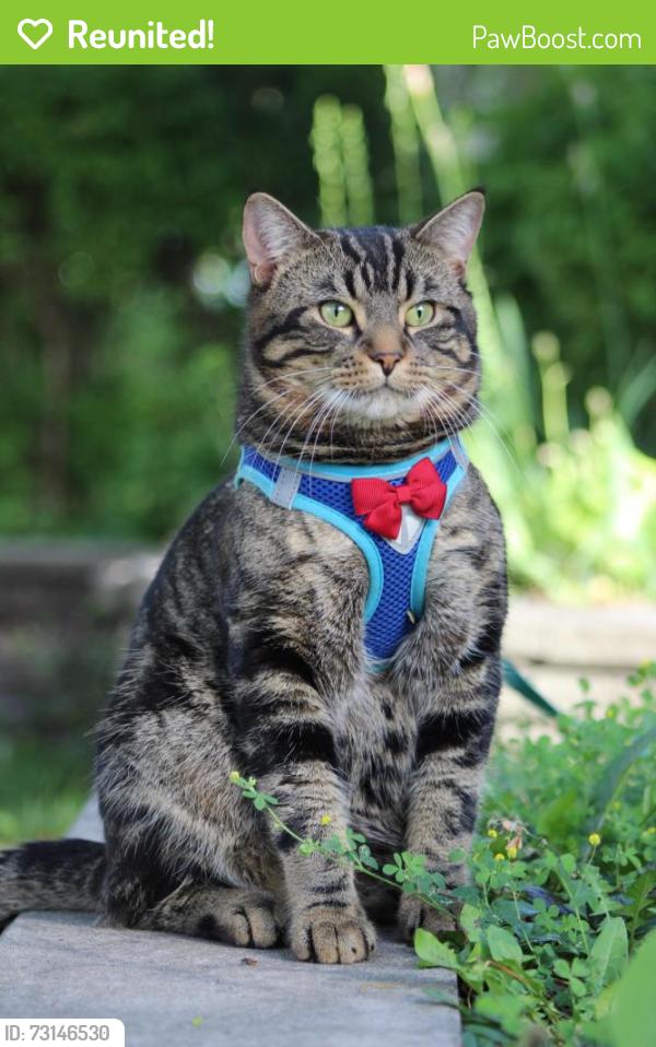 Reunited Male Cat last seen Applewood Area, Mississauga, ON L4Y 3A9