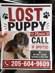Lost Male Dog last seen Big Sandy Church, Tuscaloosa County, AL 35405