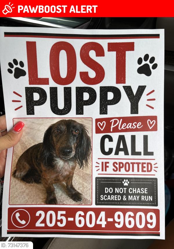 Lost Male Dog last seen Big Sandy Church, Tuscaloosa County, AL 35405