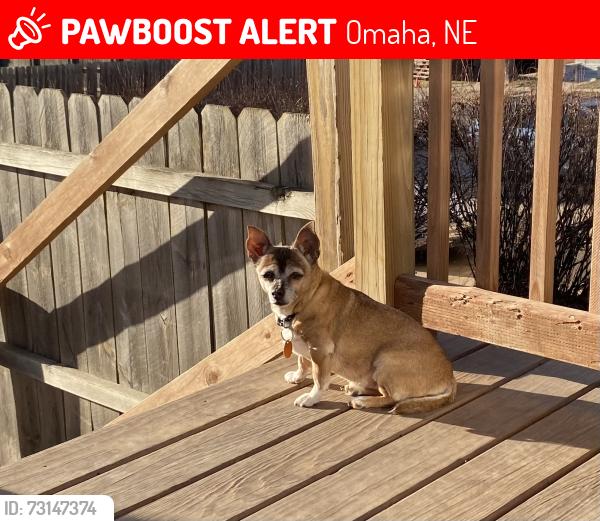 Lost Female Dog last seen Near and Arbor, Omaha, NE 68108