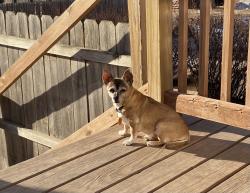 Lost Female Dog last seen Near and Arbor, Omaha, NE 68108