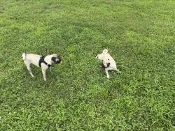 Reunited Male Dog last seen Canyon Ridge, Nashville, TN 37013