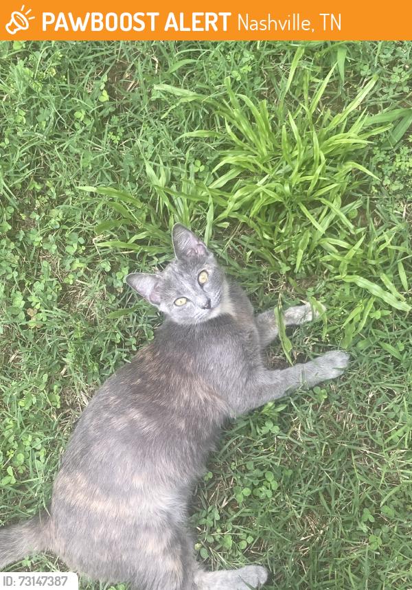 Found/Stray Unknown Cat last seen Zelida Ave, near the Walmart, Nashville, TN 37013