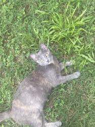 Found/Stray Unknown Cat last seen Zelida Ave, near the Walmart, Nashville, TN 37013