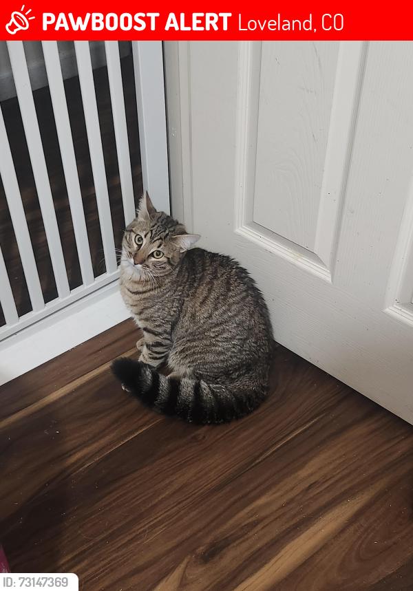 Lost Male Cat last seen S County Road 21 and Wild Bird Drive, Loveland, CO 80537, Loveland, CO 80537