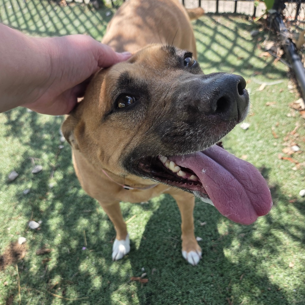 Shelter Stray Female Dog last seen , 2350 Appling City Cove, Memphis, TN 38133, USA