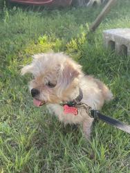 Reunited Female Dog last seen Near carter lane, Leechburg, PA 15656