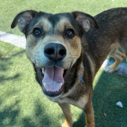 Shelter Stray Male Dog last seen , 2350 Appling City Cove, Memphis, TN 38133, USA
