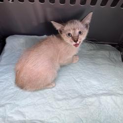 Shelter Stray Female Cat last seen , 3100 Deats Rd, Dickinson, TX 77539, USA