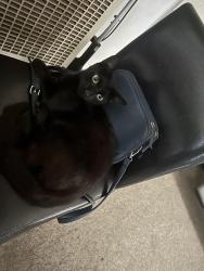 Lost Male Cat last seen garden grove, Garden Grove, CA 92842