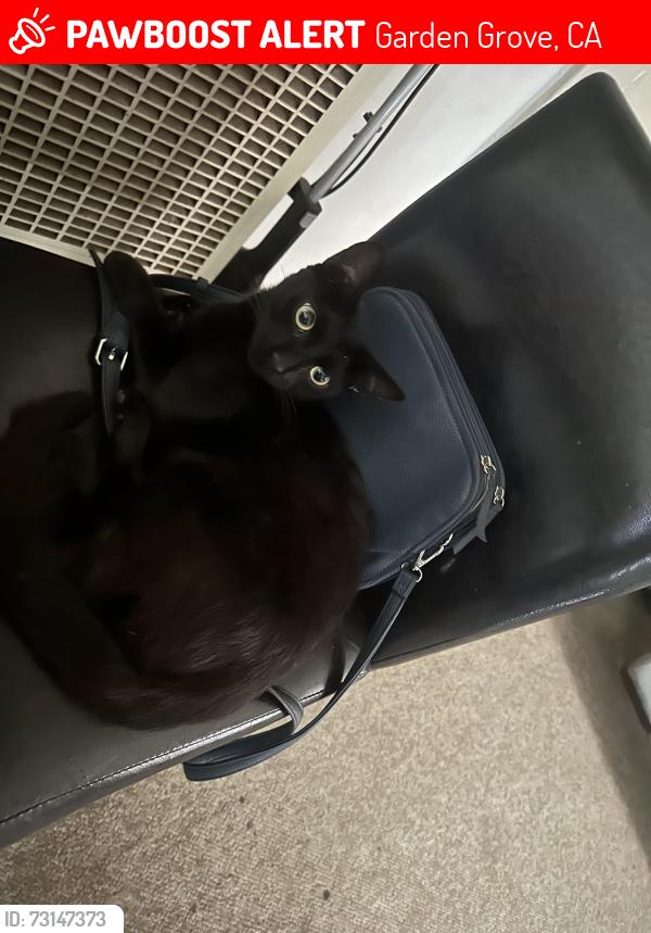 Lost Male Cat last seen garden grove, Garden Grove, CA 92842
