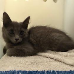 Shelter Stray Male Cat last seen , 361 S Raymond Ave, Pasadena, CA 91105, USA