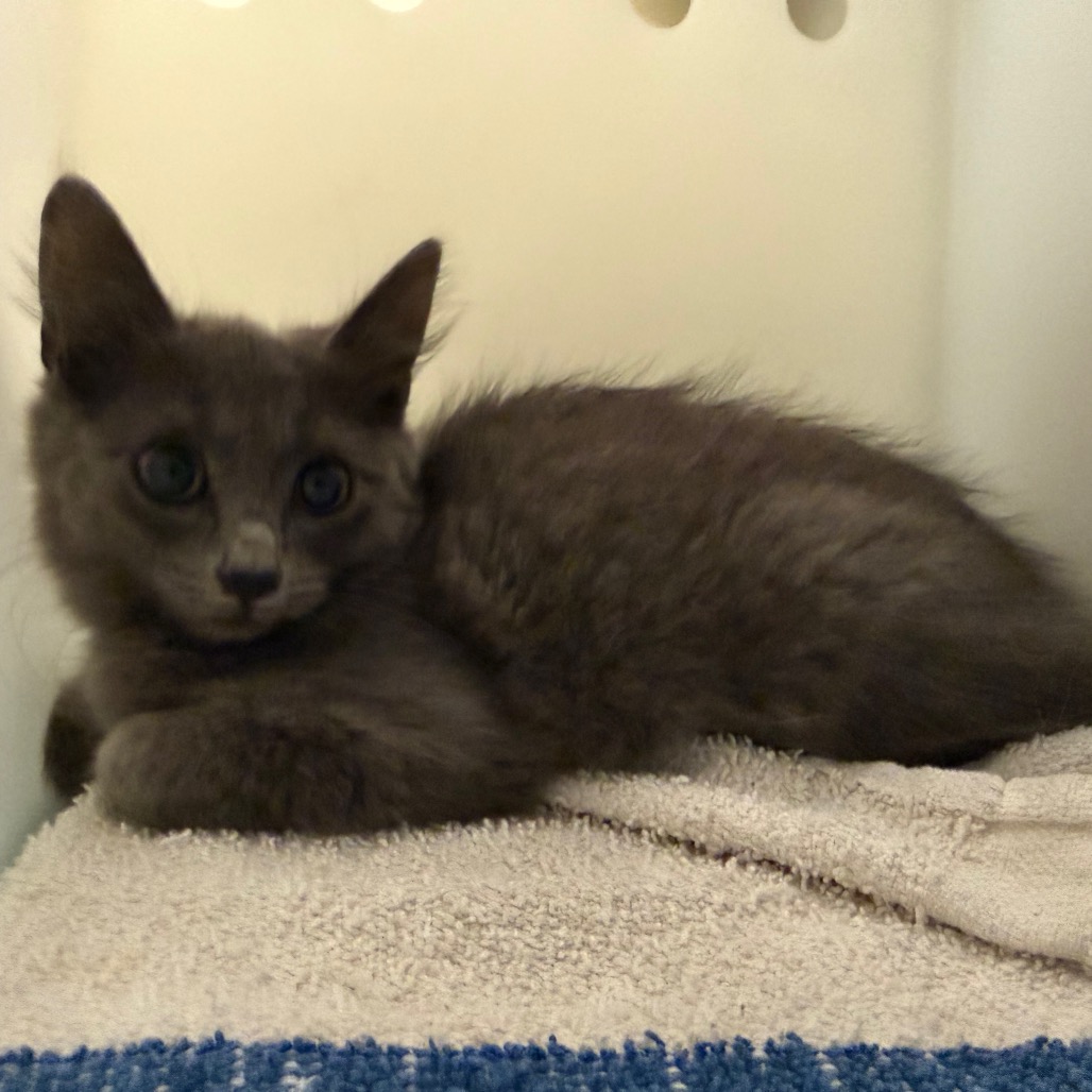 Shelter Stray Male Cat last seen , 361 S Raymond Ave, Pasadena, CA 91105, USA