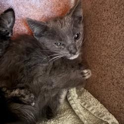 Shelter Stray Male Cat last seen , 361 S Raymond Ave, Pasadena, CA 91105, USA