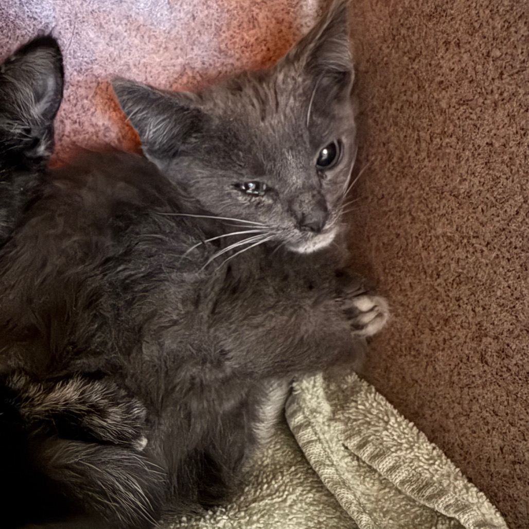 Shelter Stray Male Cat last seen , 361 S Raymond Ave, Pasadena, CA 91105, USA