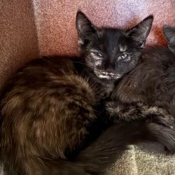 Shelter Stray Female Cat last seen , 361 S Raymond Ave, Pasadena, CA 91105, USA