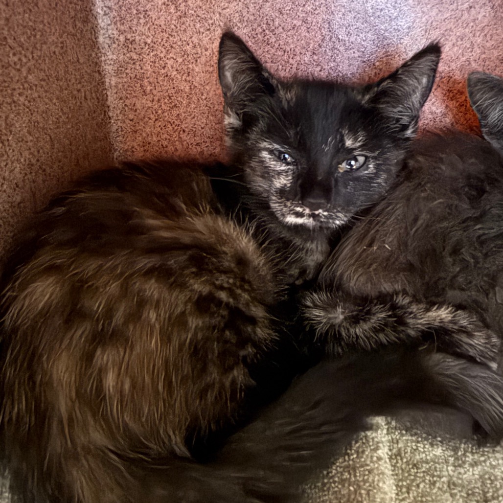 Shelter Stray Female Cat last seen , 361 S Raymond Ave, Pasadena, CA 91105, USA