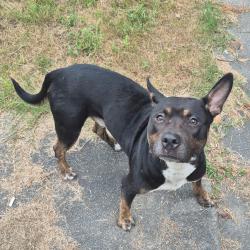 Shelter Stray Male Dog last seen , 4900 Milgen Rd, Columbus, GA 31907, USA