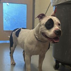 Shelter Stray Female Dog last seen , 14 Forever Friend Ln, Asheville, NC 28806, USA