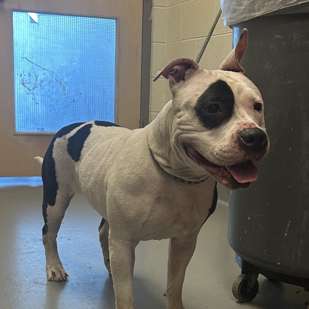 Shelter Stray Female Dog last seen , 14 Forever Friend Ln, Asheville, NC 28806, USA